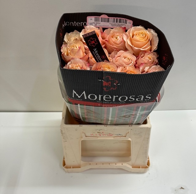 Rosa ec carpe diem MR.jpg